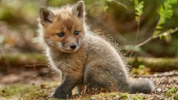 Zookeeper Cleverly Uses ‘Furry’ Costume To Feed Orphaned Fox Pop And It’s Not Creepy At All