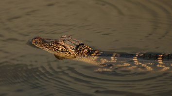 Wally The Therapy Alligator Might Be Lost Forever After Being Dumped In A Swamp