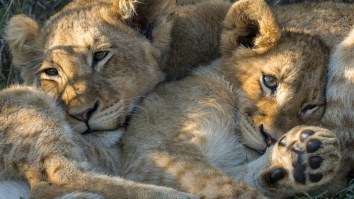 Lioness Overjoyed When Her Six Lost Cubs Come Running And Dogpile Her After Going Missing (Video)