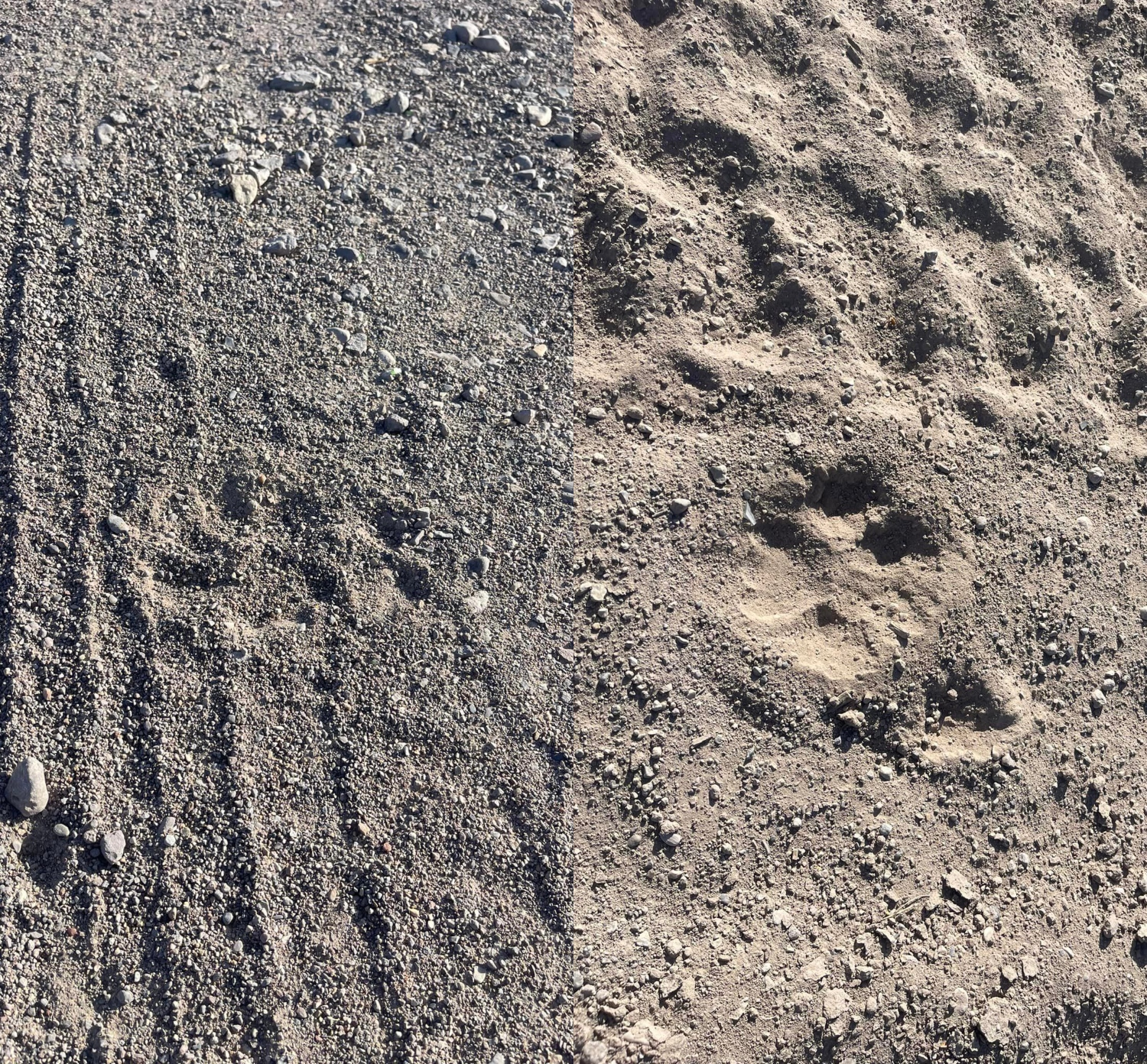 Mountain Lion in Presidio West Texas