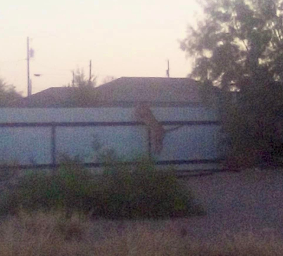 Mountain Lion in Presidio West Texas