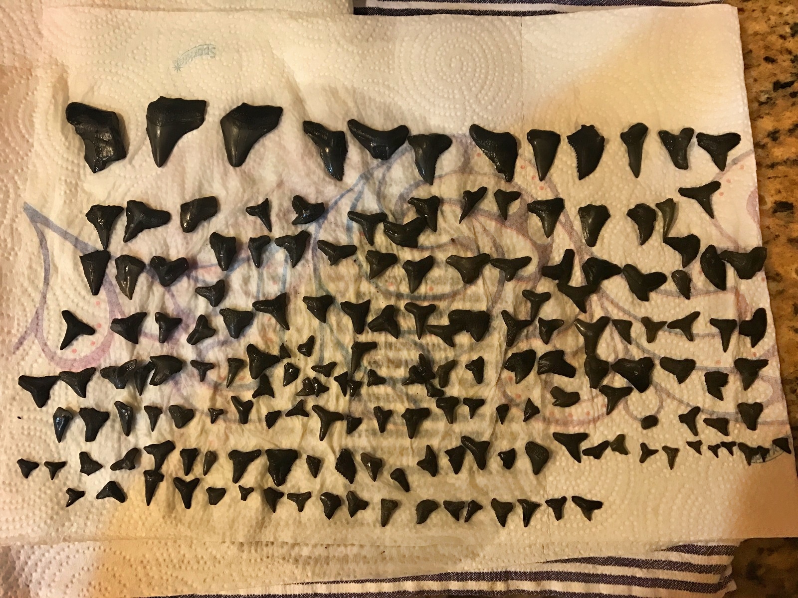 sharks teeth fossils