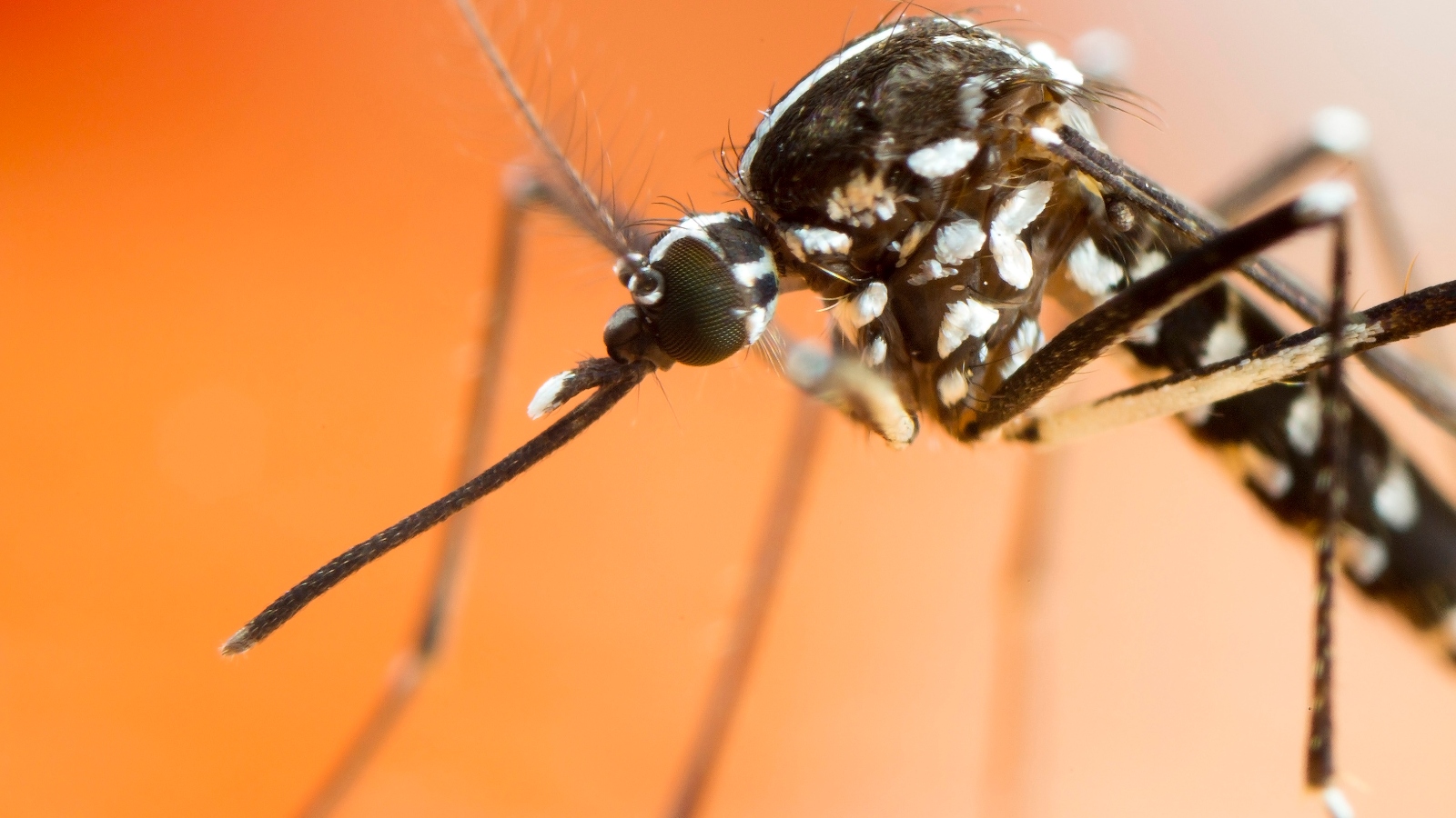 aedes mosquito that carries dengue fever