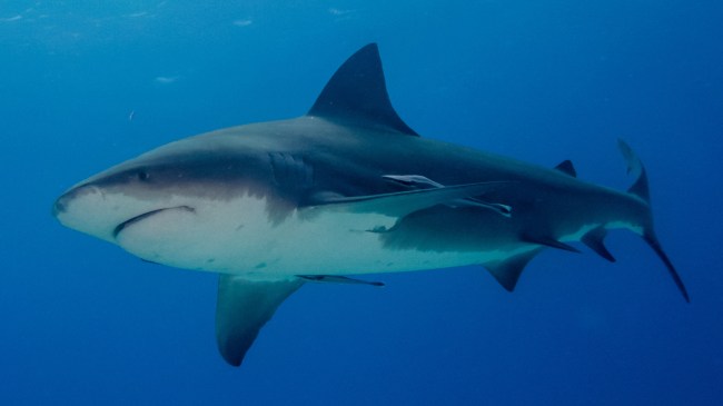 bull shark