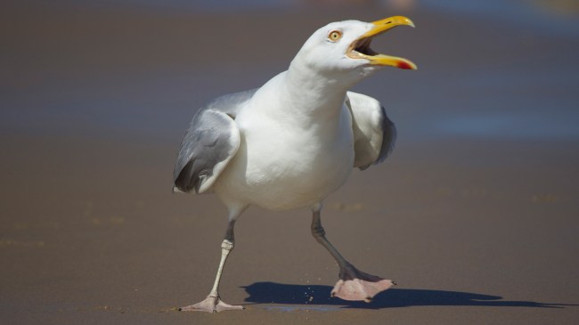 seagull