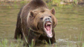 Italian Tourist Mauled In Romania After Feeding Bear Next To Sign Warning People Not To Feed Bears