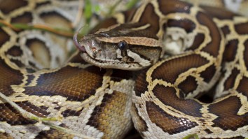 Miami Fire Rescue Removes Two Huge Burmese Pythons From Separate Vehicles Within Hours Of Each Other