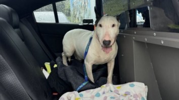 Dog Abandoned On Florida Highway Before Hurricane Milton Finds His Forever Home