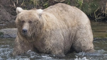 Winner Of ‘Fat Bear Week’ Triumphs Over Rival Animal That Killed Her Cub