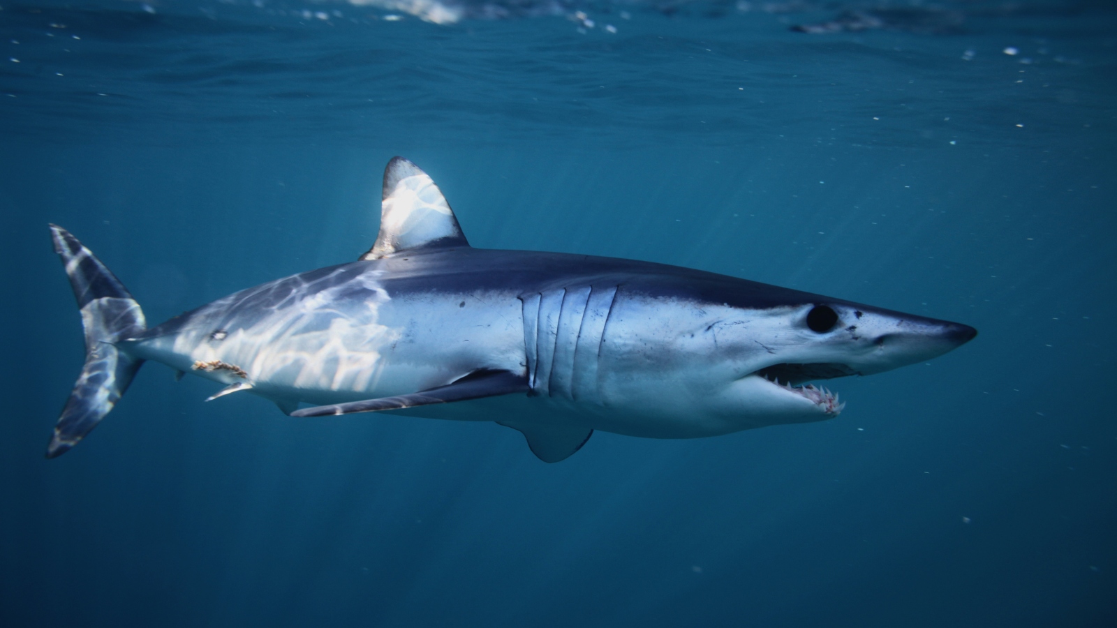 mako shark up close underwater