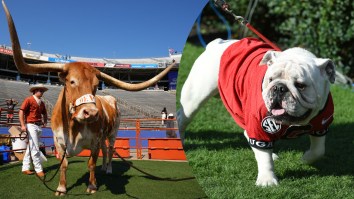 Georgia Mascot UGA Not Attending Texas Game After Previous Incident With Longhorns’ Mascot Bevo