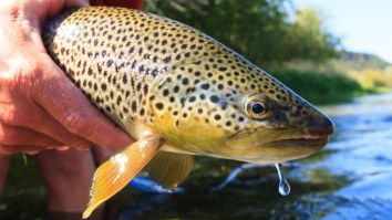 Bowfisherman’s Record-Setting Brown Trout Has Fly Fishermen Up In Arms