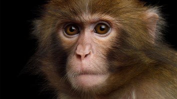 43 Monkeys Escape Lab, South Carolina Residents Warned To Lock Windows And Doors