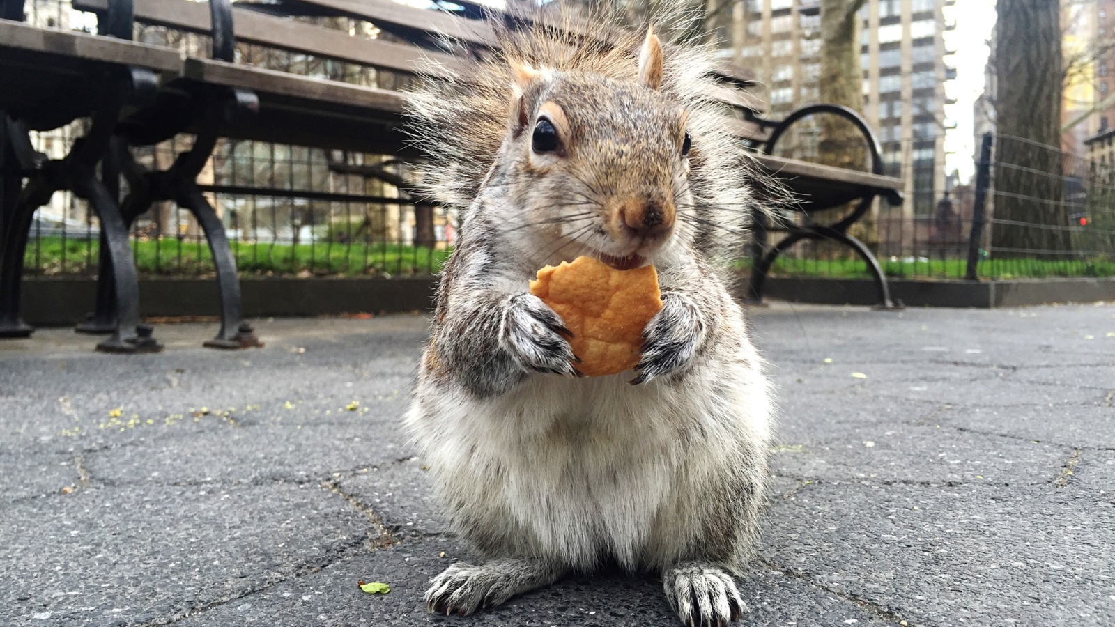 close up of a squirrel in New York