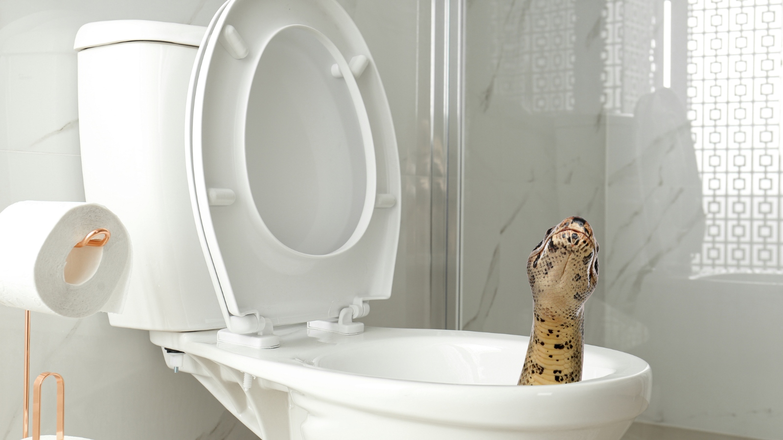 large snake crawling out of a toilet