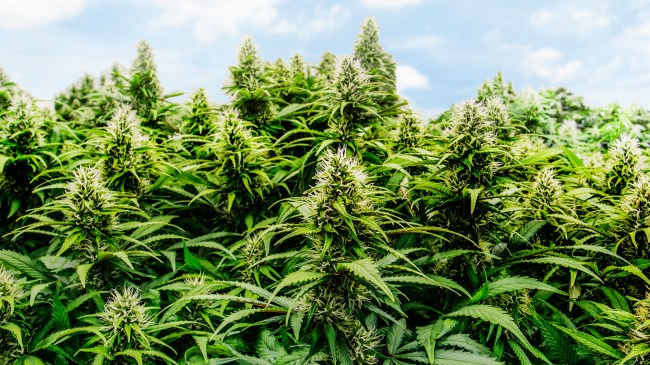 Cannabis marijuana farming for THC CBD