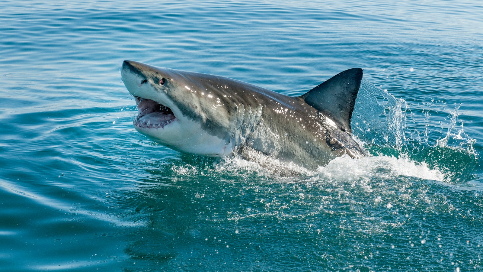 great white shark breaching the water