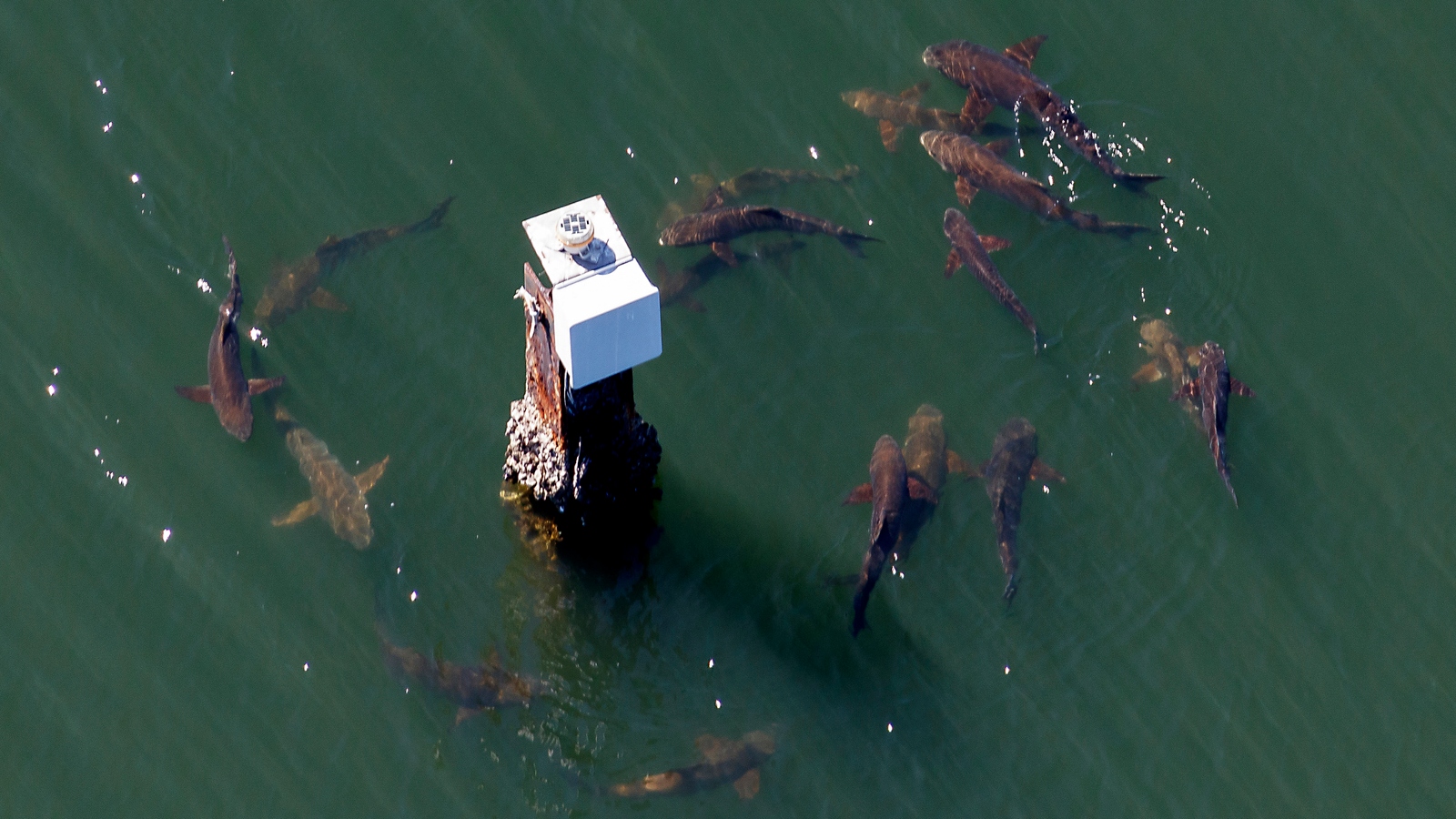 aerial view of cobia fish circling a buoy 