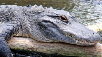 Michigan Motel Workers Have Unexpected Encounter With Alligator A Guest Somehow Left Behind