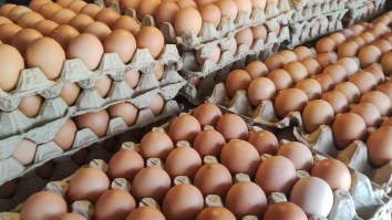 Border Patrol Reports Big Spike In People Smuggling Eggs From Mexico To America