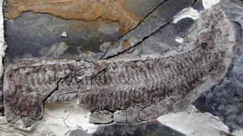 Scientists Discover New Species: An ‘Inside-Out, Legless, Headless Wonder’