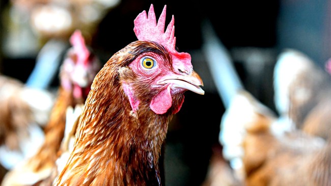 Close-up-of-commercial-layer-hen-bird-flu