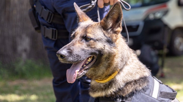 K9 canine German shepherd drug sniffing dog