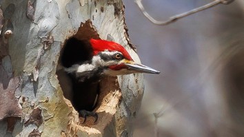 ‘Ferocious’ Woodpecker Keeps Vandalizing Massachusetts Town, Damaging More Than 25 Cars