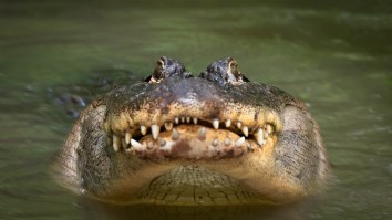 Florida MMA Fighter Catches 6-Foot Alligator Using Nothing But A Plastic Trash Can