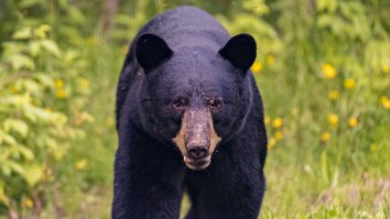 Connecticut Man Left Baffled After Being Arrested For Shooting Bear That Invaded Garage Where His Kids Were Playing