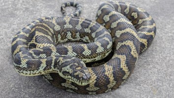 Sunshine Coast Snake Wrangler Captures Python Moments Before It Got To A Family’s Pet Bird (Video)