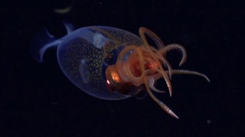 Live Colossal Squid Filmed For First Time In 100 Years, Looks Like An Alien