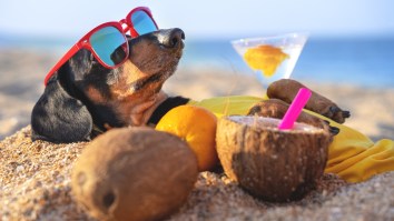 This Is What A Perfect Day Looks Like According To Science