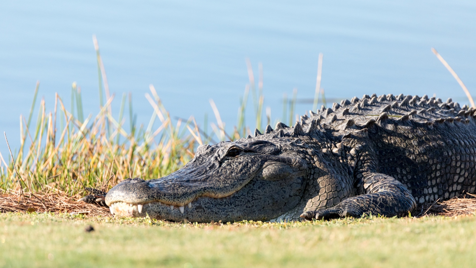 enormous alligator on a golf course