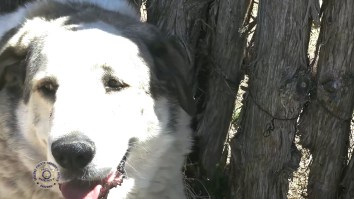 Very Good Dog On Coyote Patrol In Arizona Rescues 2-Year-Old Boy Lost Overnight In The Desert