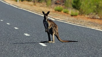 Alabama Highway Shut Down By Runaway Kangaroo That Caused A Car Crash (Video)