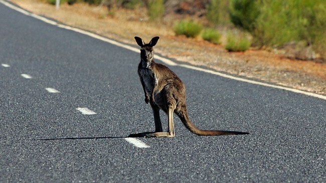 Kangaroo standing in road