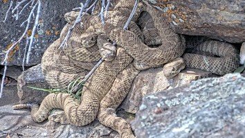 Colorado Trail Cam Captures Hundreds Of Prairie Rattlesnakes Slithering Out Of Their Hibernation Hideout