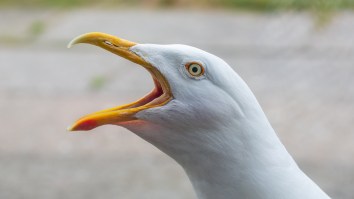 The 2025 European Seagull Screeching Contest With Costumed Adults Impersonating Seagulls Was Electric (Video)