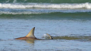These Hundreds Of Migrating Sharks Swimming Just Feet Off The Beach In Florida Are No Reason To Panic