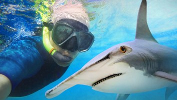 Scientists Suggest Clout-Chasing Influencers Have Contributed To Rise In Shark Attacks