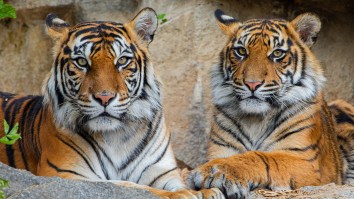 Nevada Man Arrested After Police Seize 7 ‘Emotional Support’ Tigers With Ties To Joe Exotic