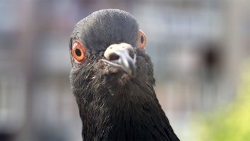 Pigeons Flying Around Cabin Filled With Passengers Cause Delay Of Delta Flight