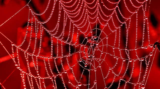 Spider-web-with-dewdrops-in-morning