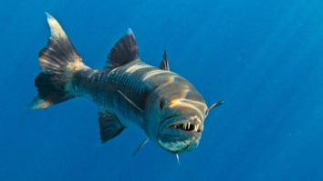 Florida Woman Believed To Be Victim Of Incredibly Rare Barracuda Attack: ‘She Was Bleeding Profusely’