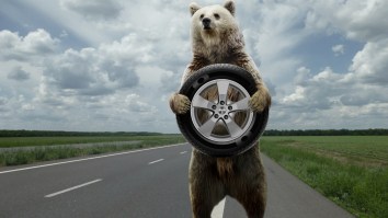 California Family Watched As Their Car Got Destroyed By A Bear Trapped Inside