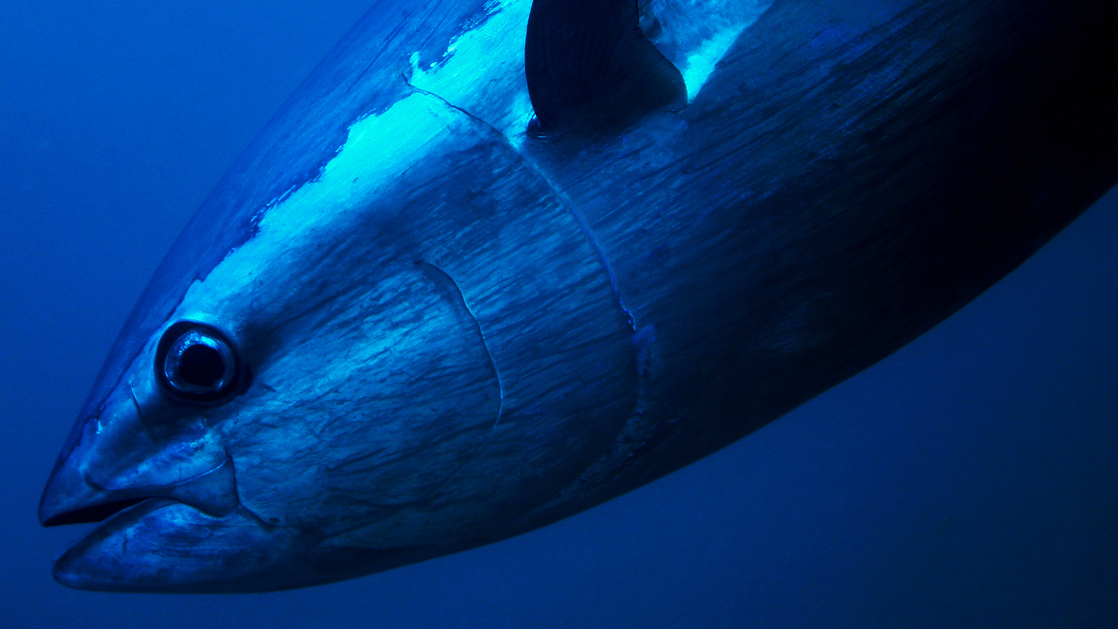 massive bluefin tuna fish swimming underwater