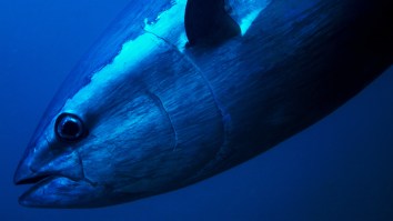 Nantucket Fishermen Land Massive 1,000+ Pound Bluefin Tuna Measuring Nearly 10ft In Length