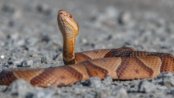 New Jersey Cyclist Suffers Gnarly Injury Trying To Rescue Venomous Copperhead Snake From Bike Path