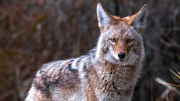 North Carolina Man Spends 10 Minutes Strangling Coyote To Death After Being Targeted In Rare Attack